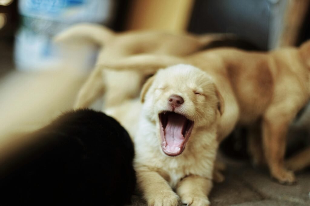 Capture of a yawning puppy surrounded by other playful dogs, showcasing a heartwarming moment in nature.
