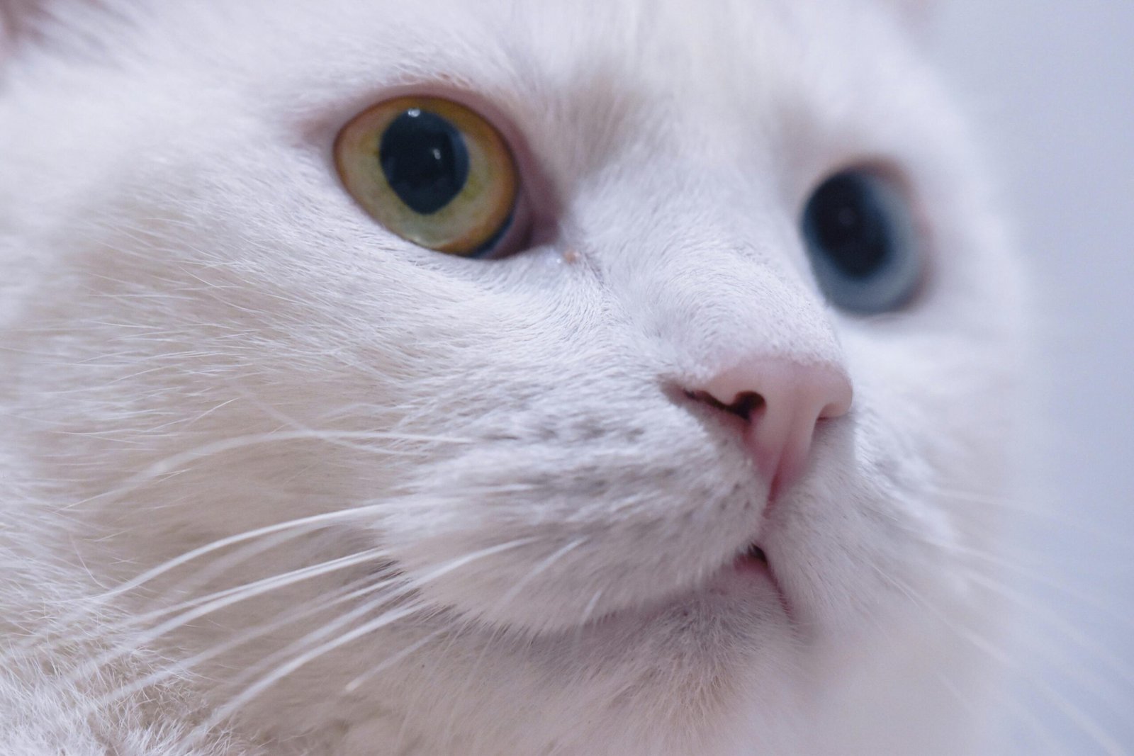 Detailed close-up of a white cat with heterochromia showing its eyes and whiskers.