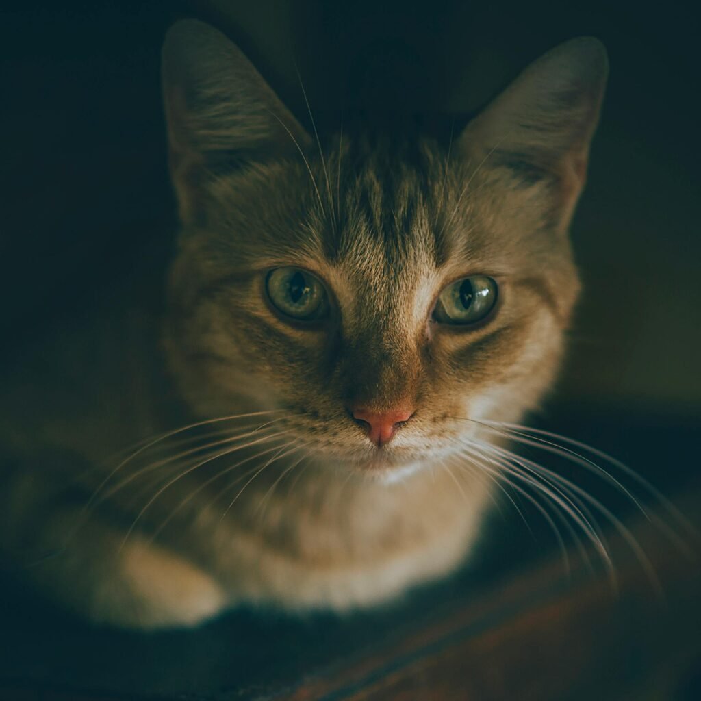 A close-up portrait of a tabby cat with green eyes and a curious expression.