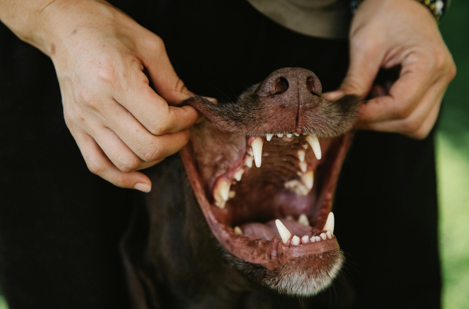 Close-up of a dog with its mouth open, held by a person, showing teeth and nose.