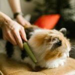 A person gently combs a fluffy calico cat indoors. Cozy pet grooming moment.