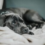 A sad-looking dog lying on a soft beige blanket. Close-up view with a neutral tone.
