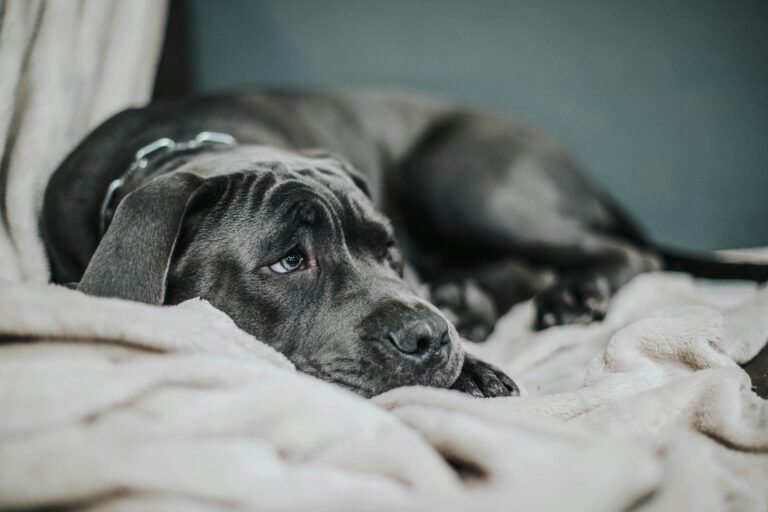 A sad-looking dog lying on a soft beige blanket. Close-up view with a neutral tone.