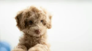 Cachorro de pelo rizado sobre un fondo claro