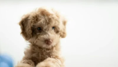 Cachorro de pelo rizado sobre un fondo claro