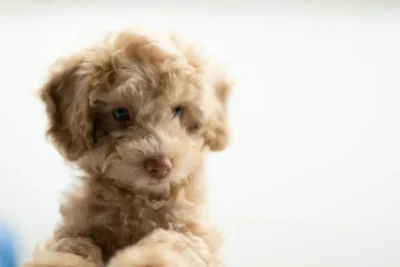 Cachorro de pelo rizado sobre un fondo claro