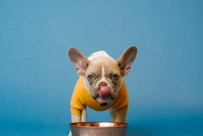 Fotografía ilustrativa de un perro
