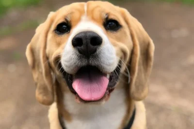 Fotografía ilustrativa de Beagle