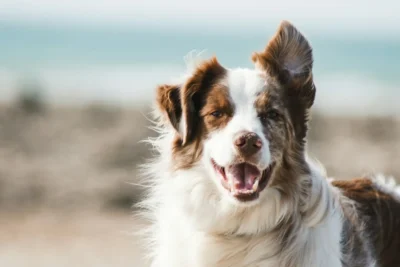 Fotografía ilustrativa de Border Collie