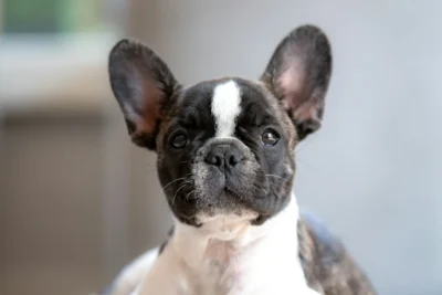 Fotografía ilustrativa de Bulldog francés