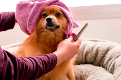 Fotografía ilustrativa de un perro