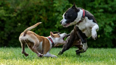 Fotografía ilustrativa de un perro