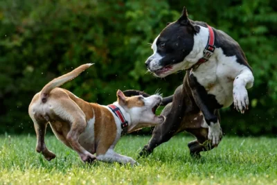 Fotografía ilustrativa de un perro