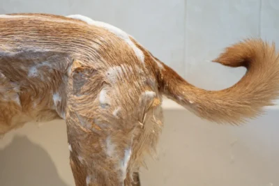 Fotografía ilustrativa de un perro