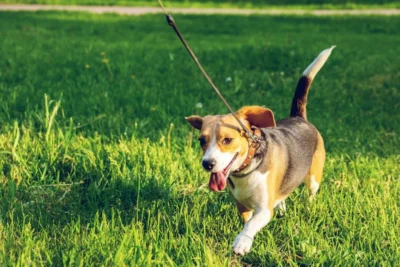 Fotografía ilustrativa de un perro