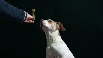 Fotografía ilustrativa de un perro