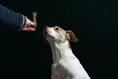 Fotografía ilustrativa de un perro
