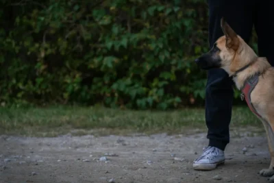 Fotografía ilustrativa de un perro