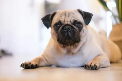 Fotografía ilustrativa de un perro