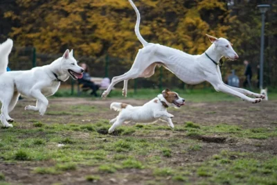 Fotografía ilustrativa de un perro