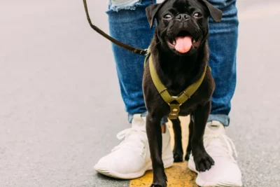 Fotografía ilustrativa de un perro