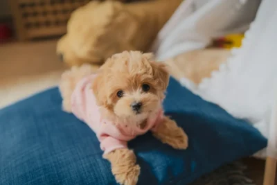 Fotografía ilustrativa de un perro