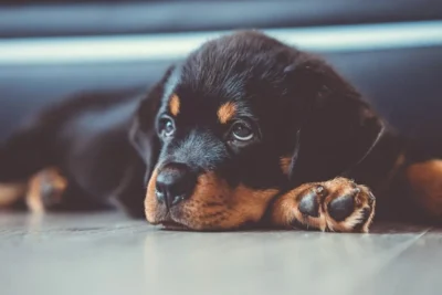 Fotografía ilustrativa de un perro