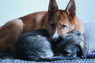 Fotografía ilustrativa de un perro