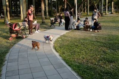 Fotografía ilustrativa de un perro