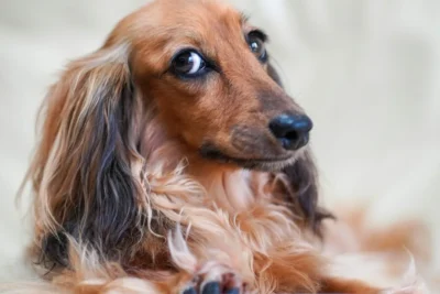 Fotografía ilustrativa de Dachshund o perro salchicha