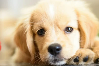 Fotografía ilustrativa de un perro