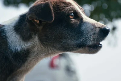 Fotografía ilustrativa de un perro