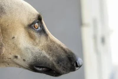 Fotografía ilustrativa de un perro