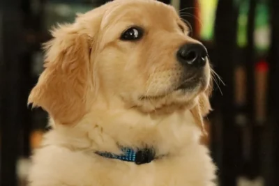 Fotografía ilustrativa de Golden Retriever