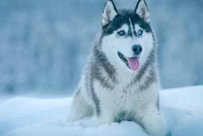 Fotografía ilustrativa de Husky siberiano