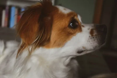 Fotografía ilustrativa de un perro