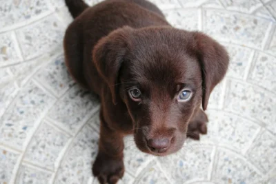 Fotografía ilustrativa de Labrador Retriever