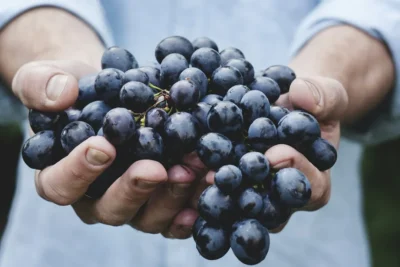 Racimo de uvas: un alimento que debe mantenerse fuera del alcance de los perros