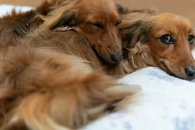 Fotografía ilustrativa de un perro
