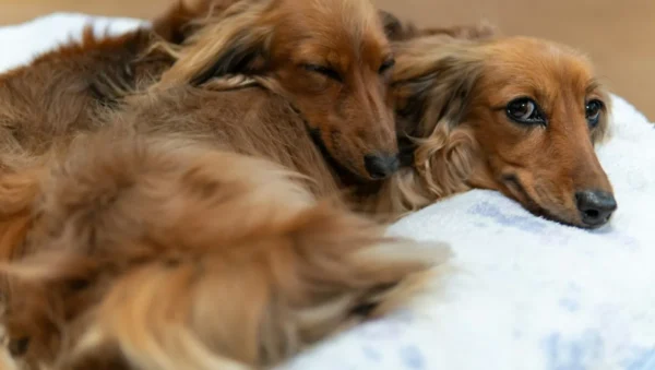 Fotografía ilustrativa de un perro