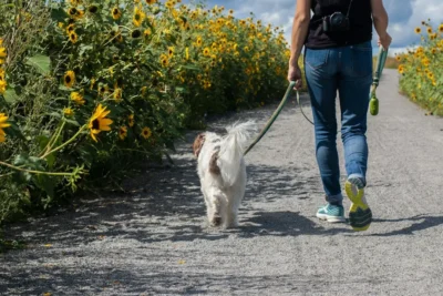 Fotografía ilustrativa de un perro