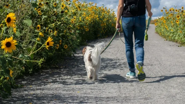 Fotografía ilustrativa de un perro