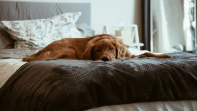 Fotografía ilustrativa de un perro