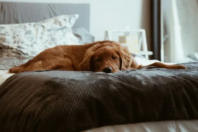 Fotografía ilustrativa de un perro