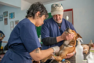 Fotografía ilustrativa de un perro
