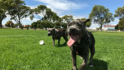 Fotografía ilustrativa de un perro