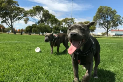 Fotografía ilustrativa de un perro