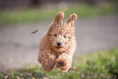 Fotografía ilustrativa de Poodle o caniche