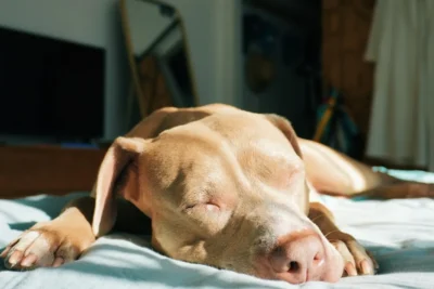 Fotografía ilustrativa de un perro