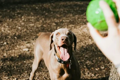 Fotografía ilustrativa de un perro